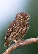 Steinkauz - Little Owl (Athene noctua)